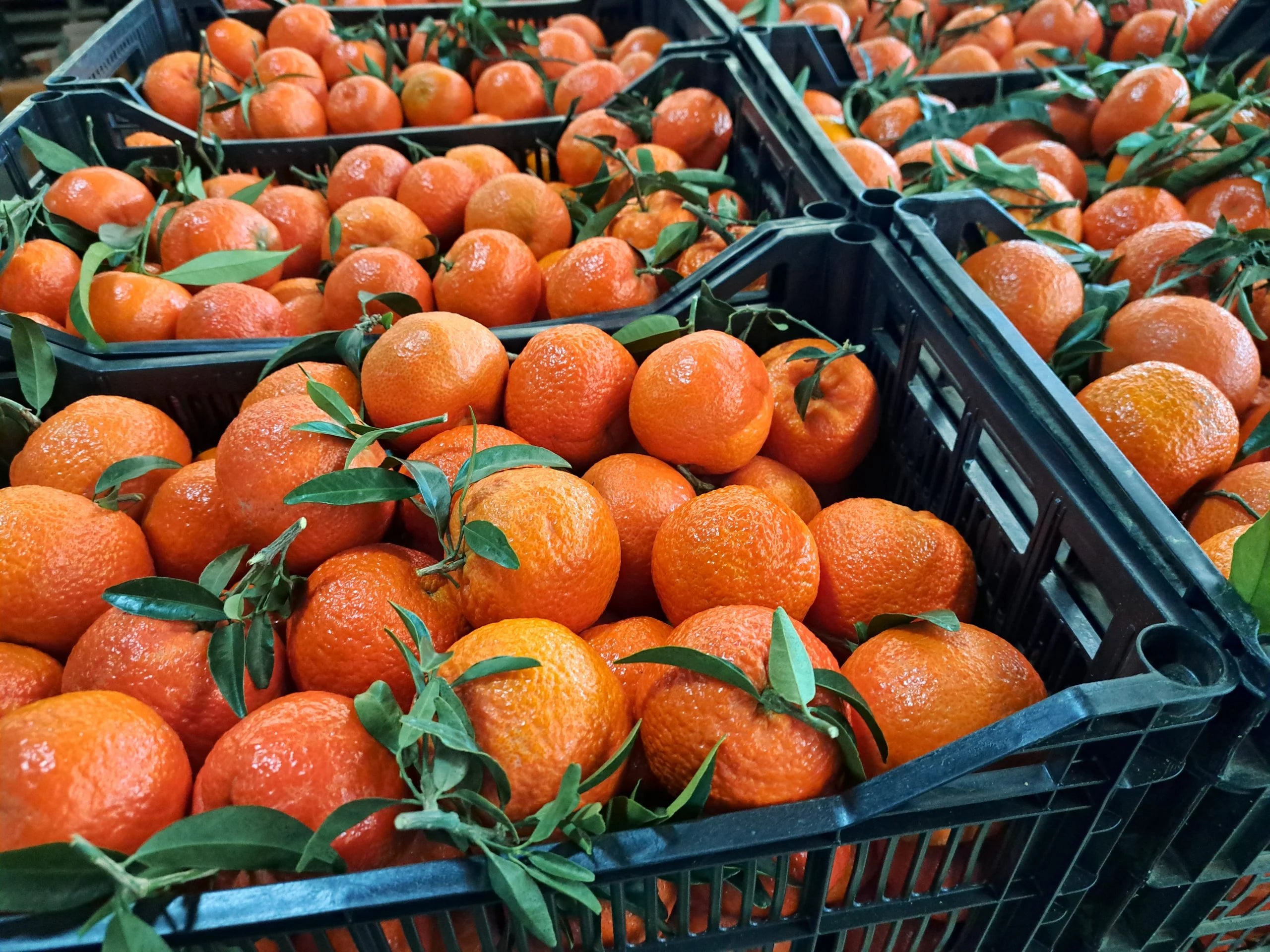 3. Mandarina Orri Gourmet