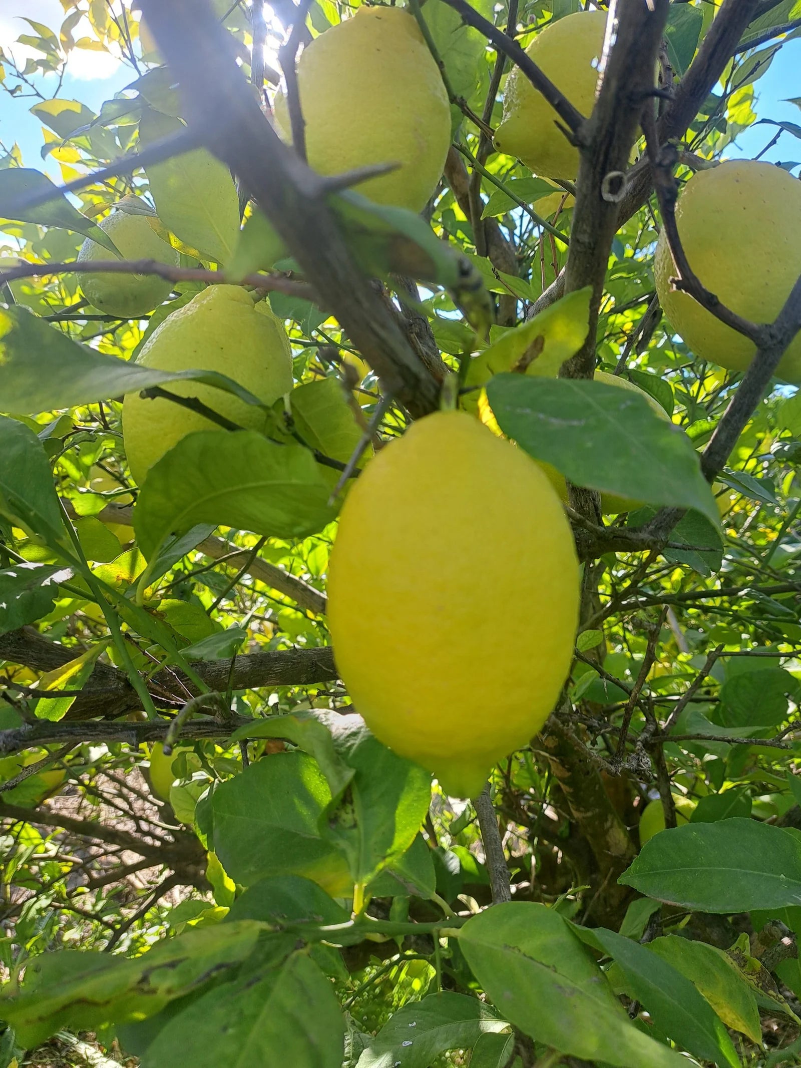 6. Limon